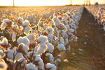 The Cotton Industry
