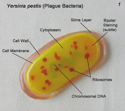 The Yersinia Pestis Bacterium