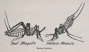 malaria